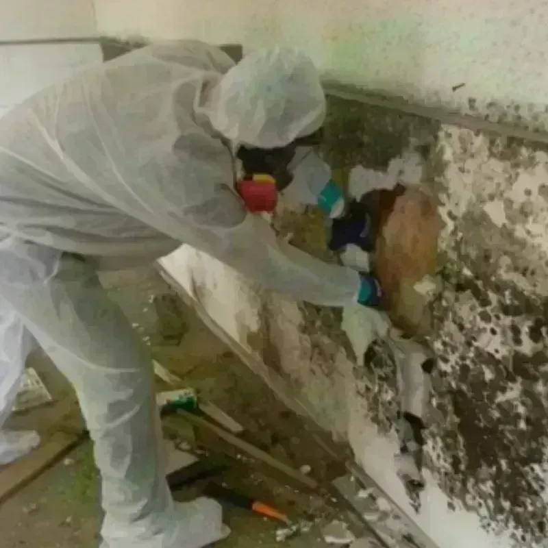 Mold Remediation and Removal in South Wenatchee, WA